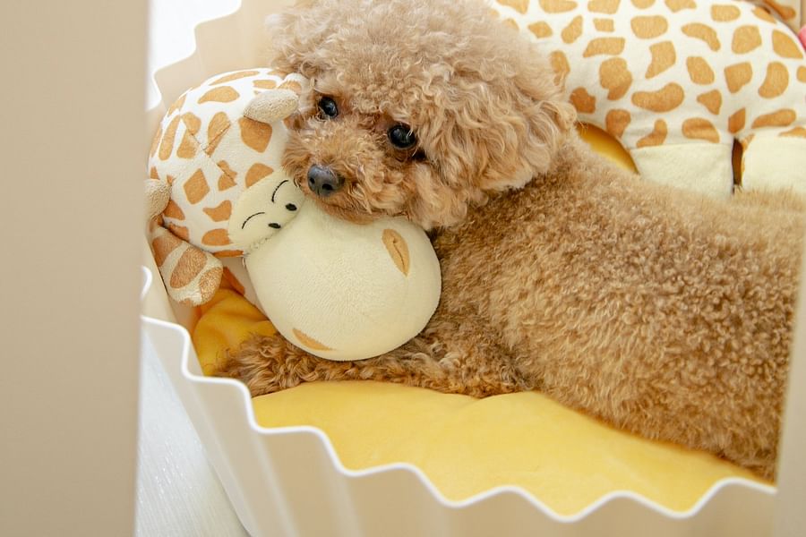 Puppy essential supplies