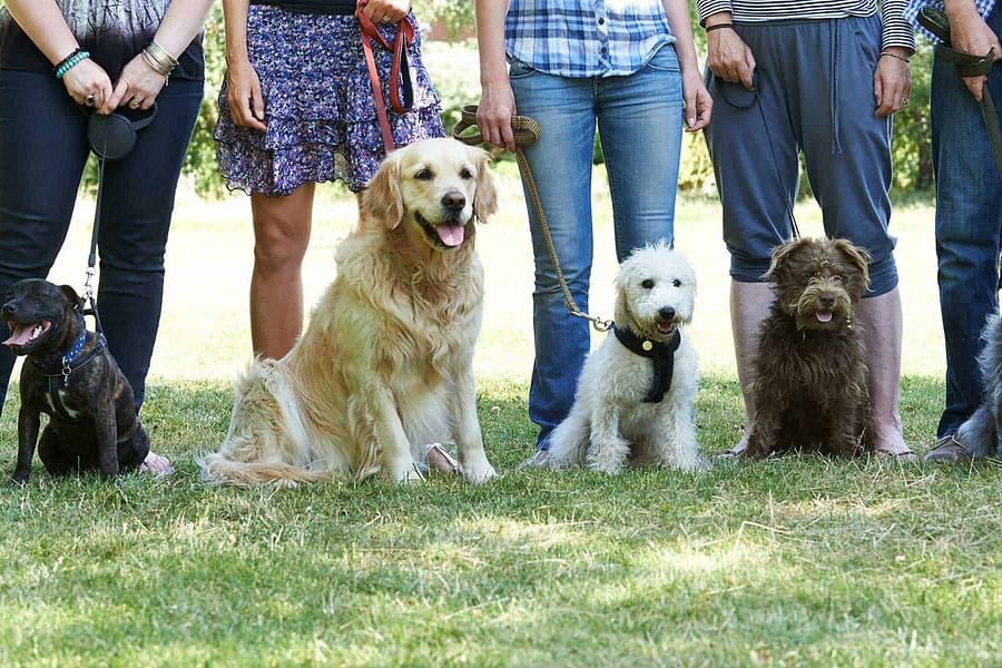 Puppy training classes