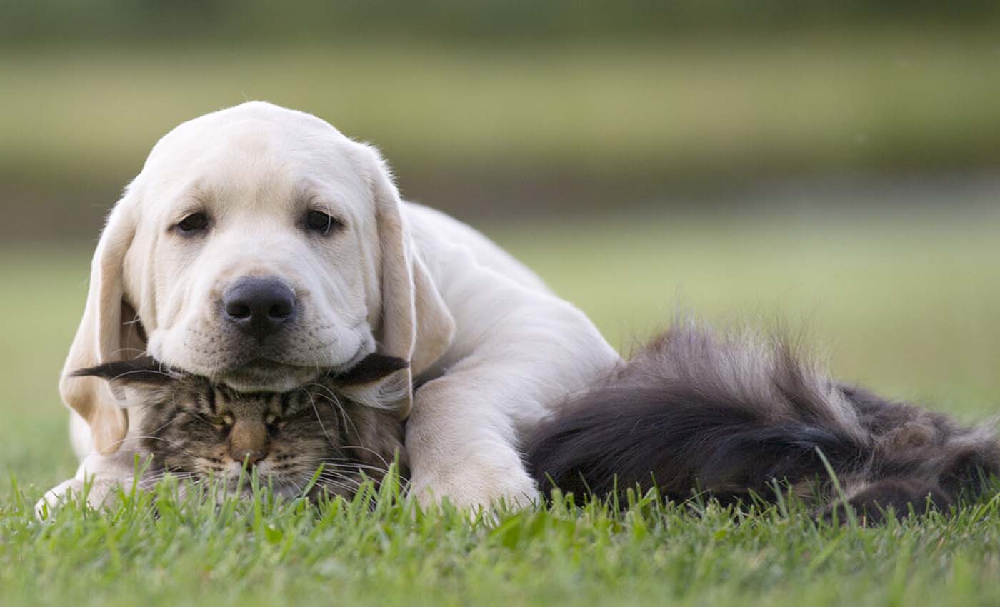 Spaying neutering puppies
