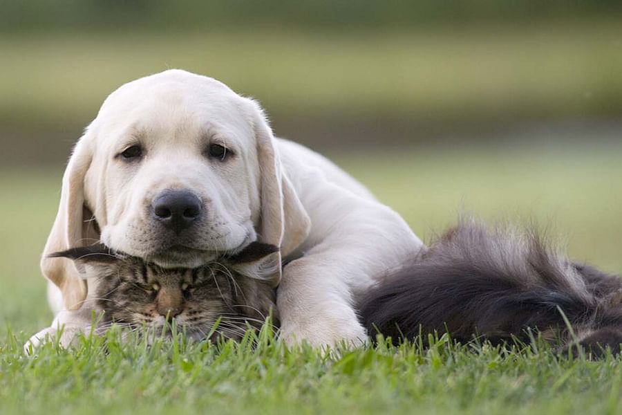 Spaying neutering puppies