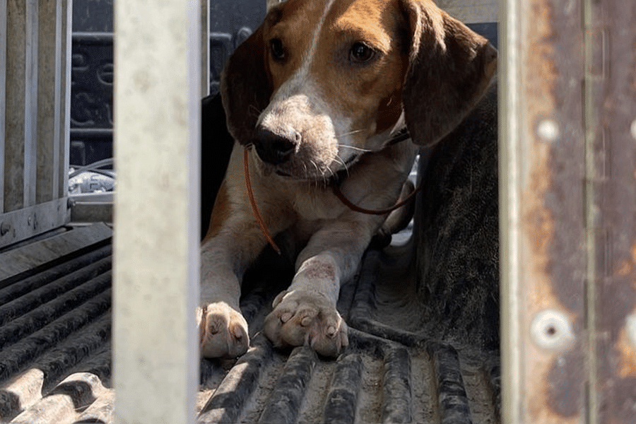 Beagle hunting in farmland