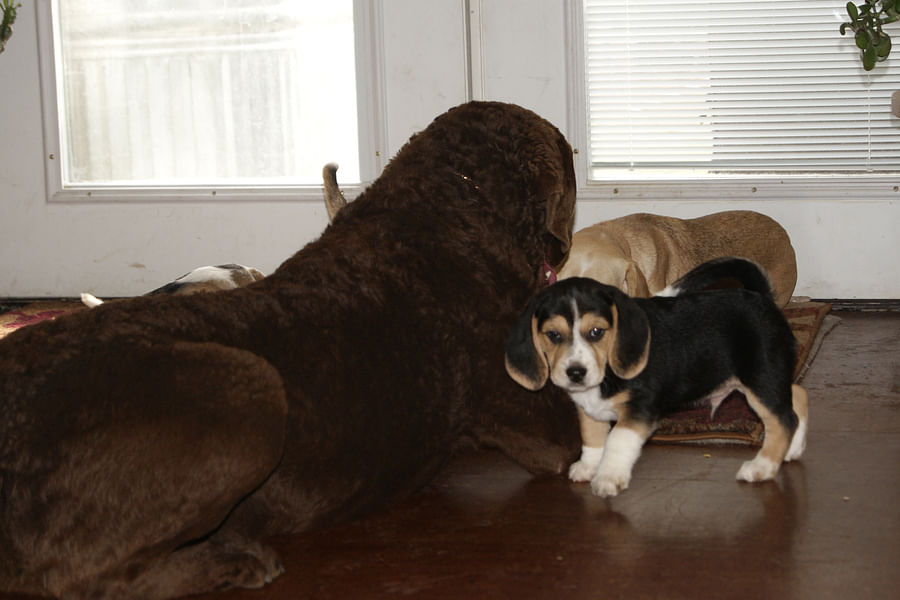 Beagle hunting in wetlands