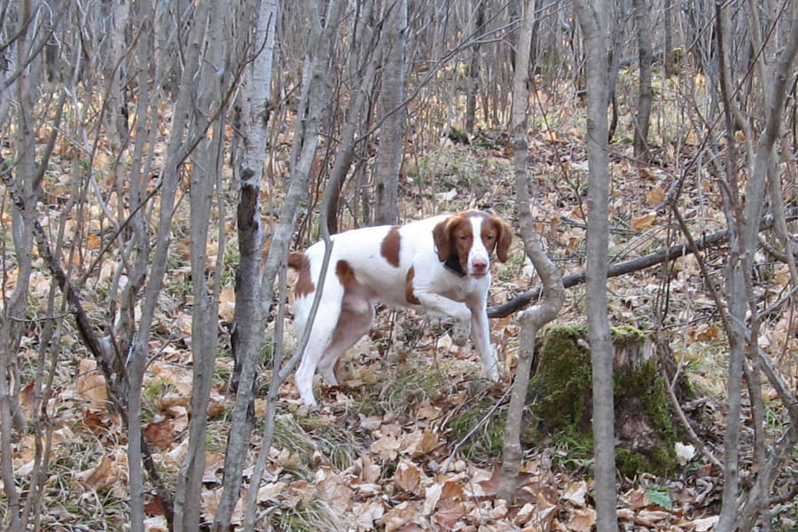 Beagle hunting on rocky terrain