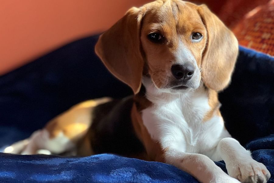 beagle leash training