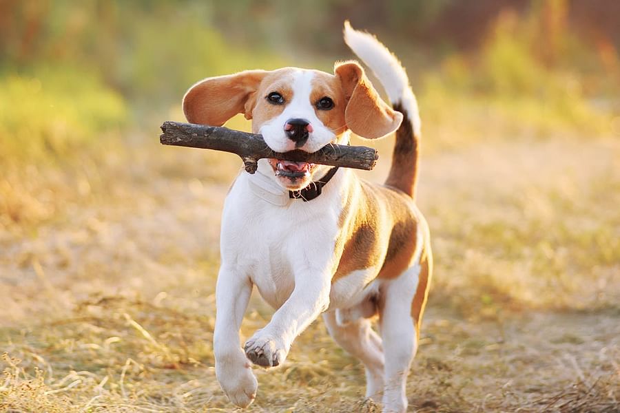 Beagle running in grassy plains
