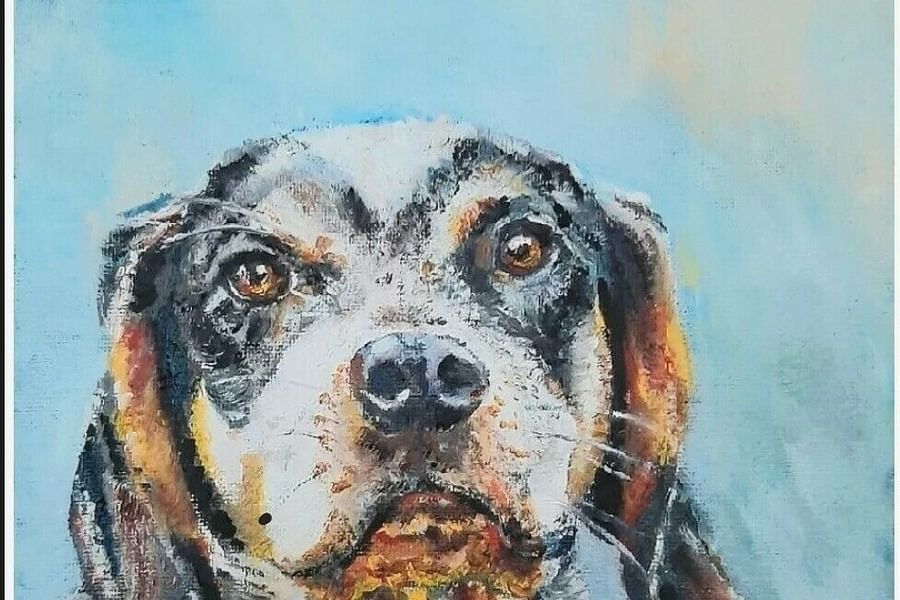 Blue Tick Beagle hunting in forest