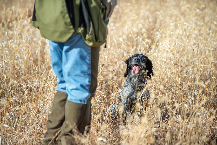 dog exercise for hunting