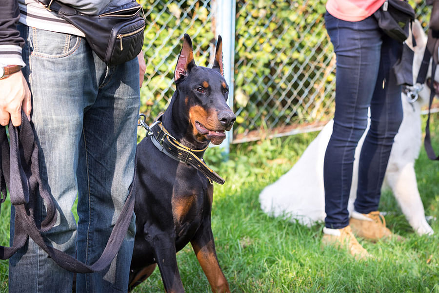 dog socialization training