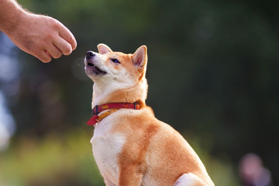 dog training commands
