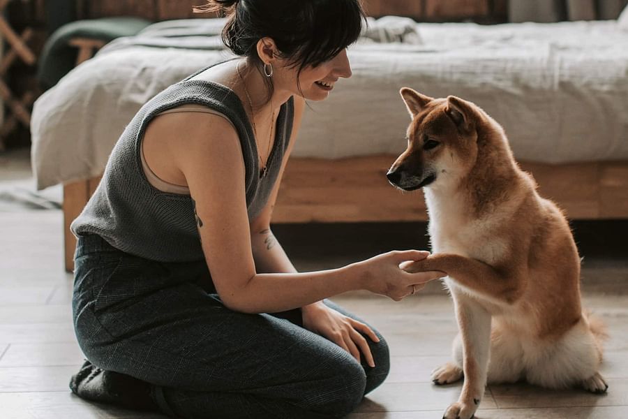 positive reinforcement dog training