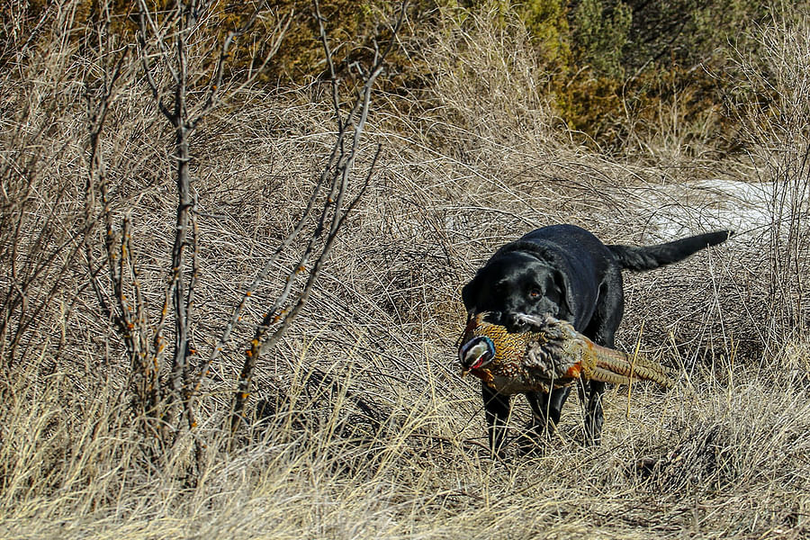 training dog for hunting