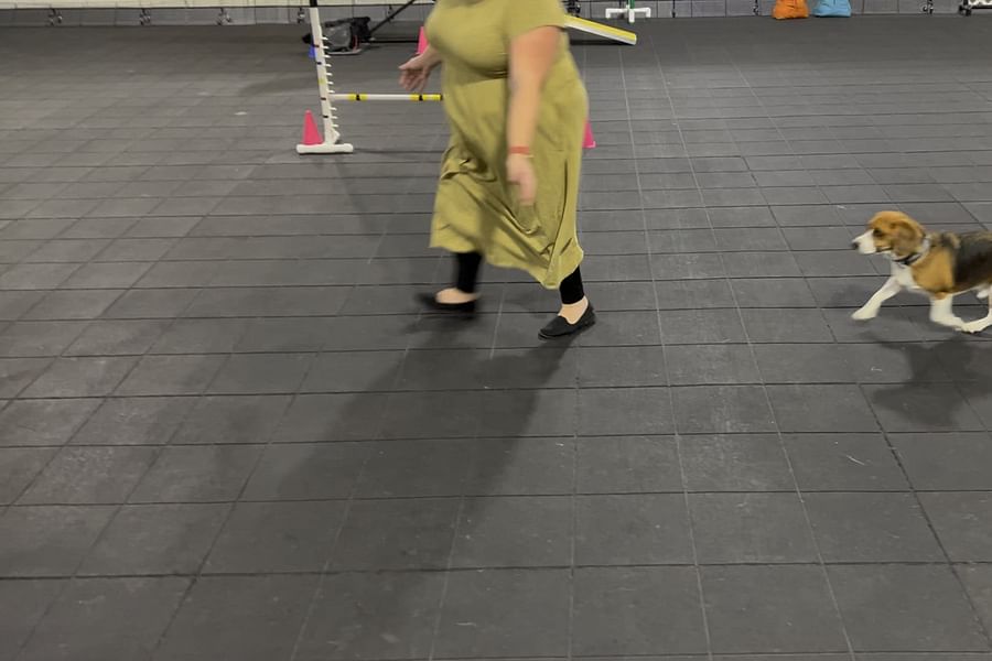 Beagle agility