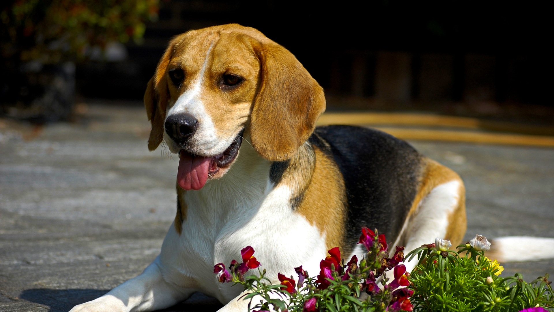 Beagle barking