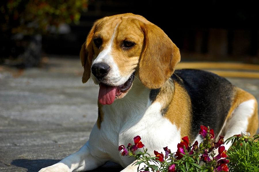 Beagle barking