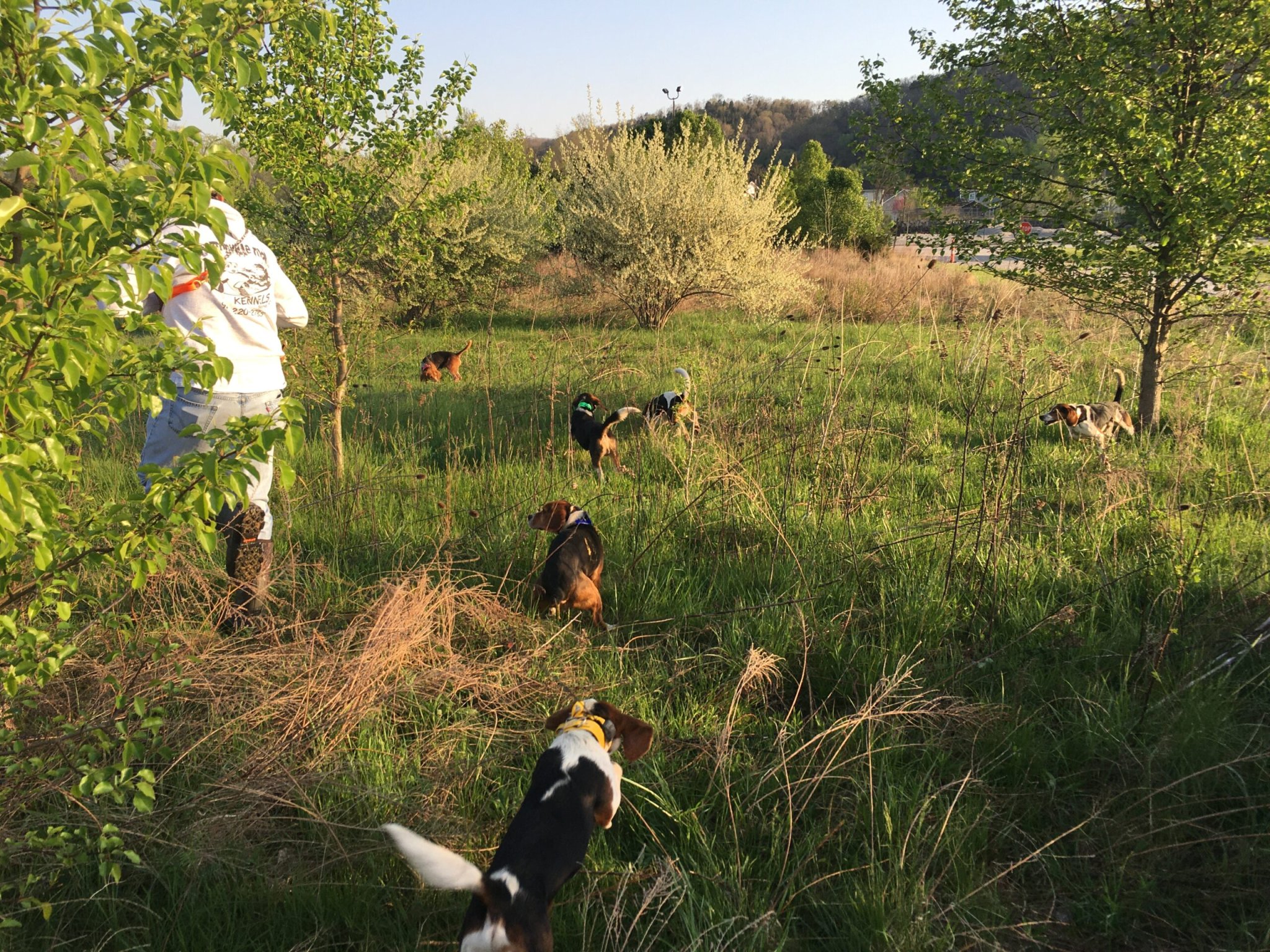 Beagle chasing rabbit