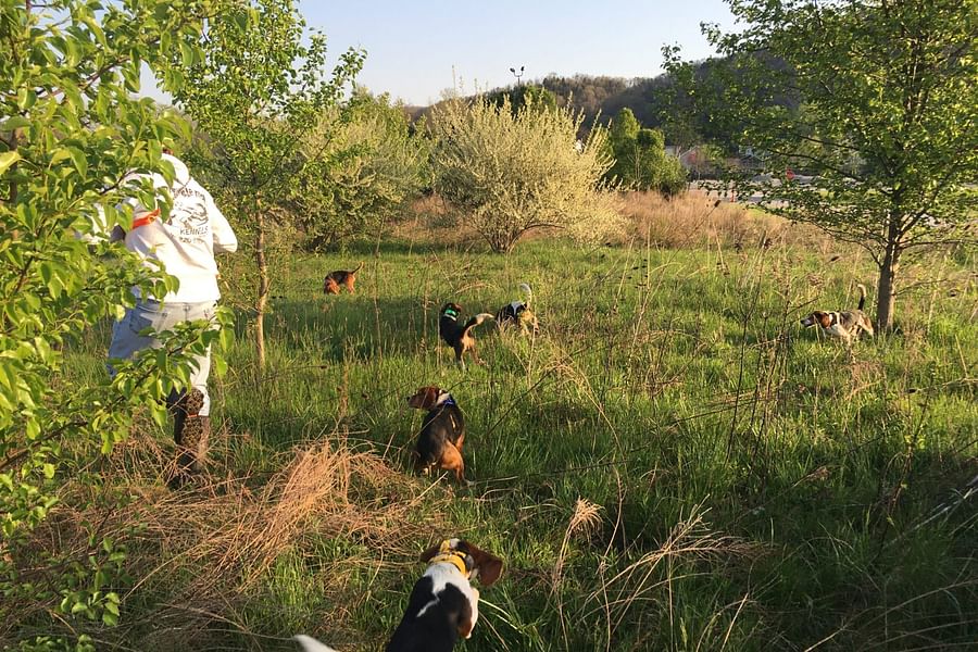 Beagle chasing rabbit