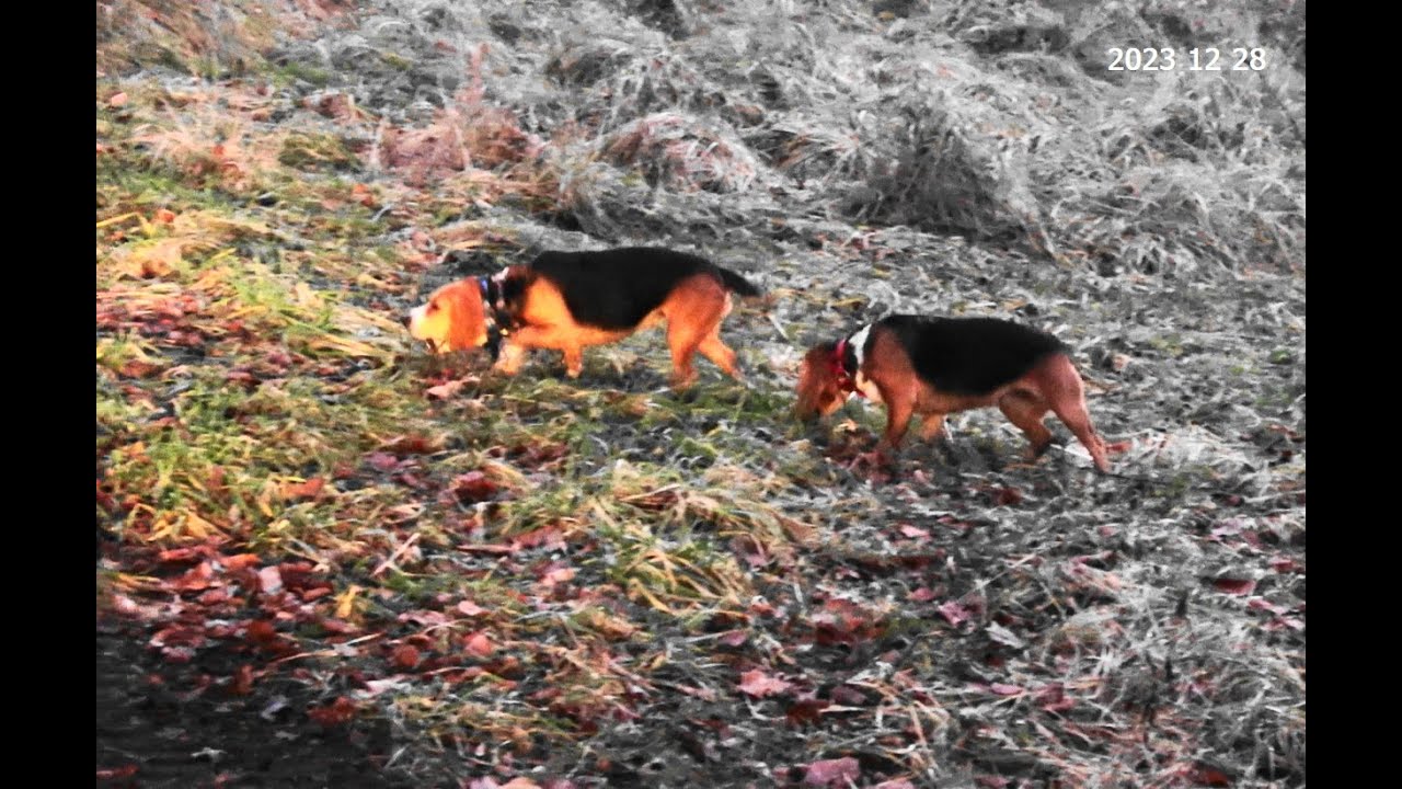 Beagle flushing rabbits