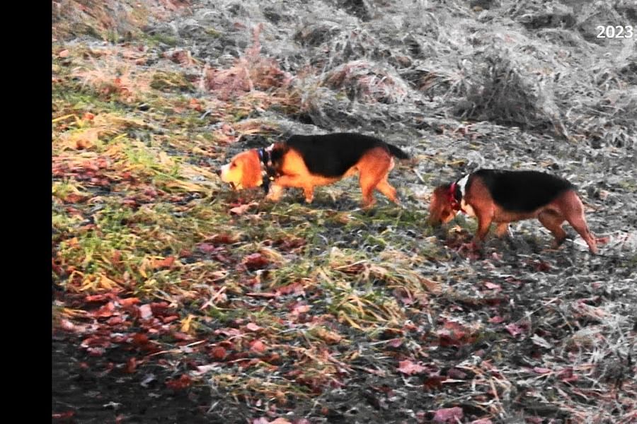 Beagle flushing rabbits