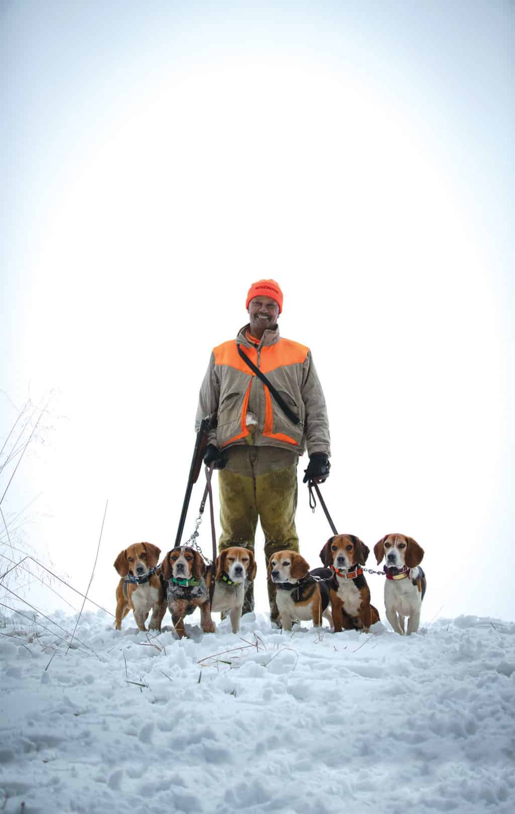 Beagle hunting pack