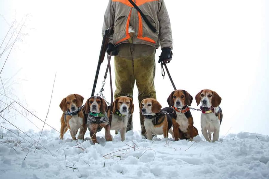 Beagle hunting pack
