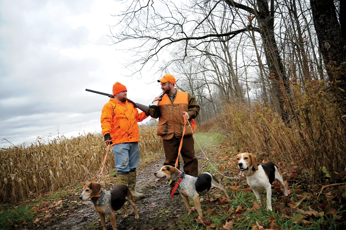 Beagle hunting stamina