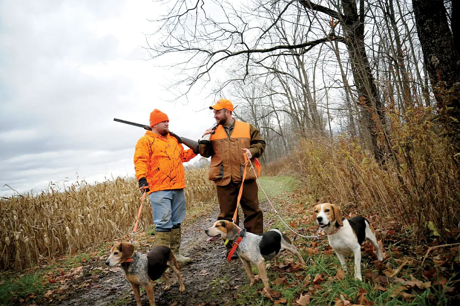Beagle hunting stamina