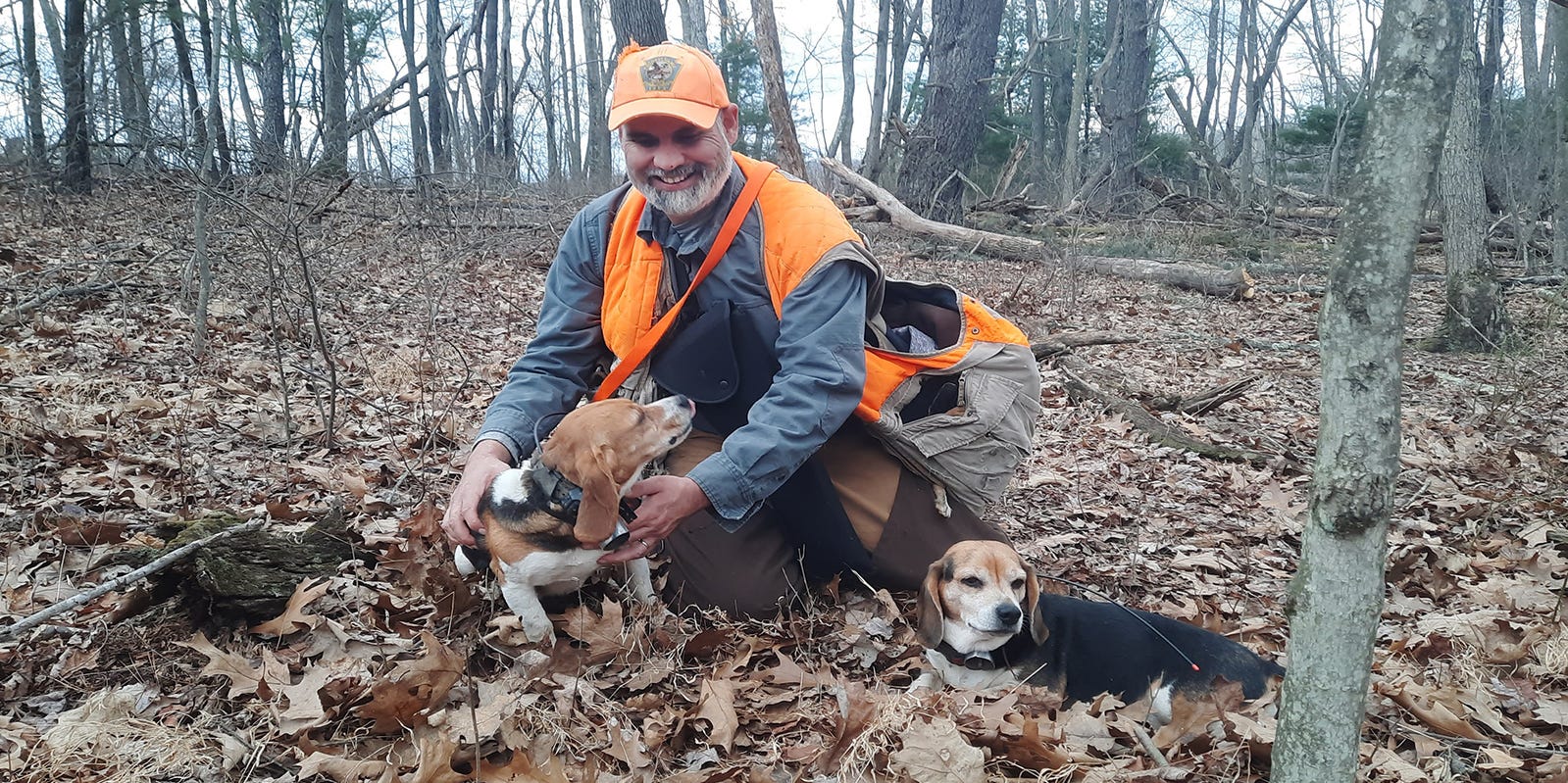 Beagle in underbrush