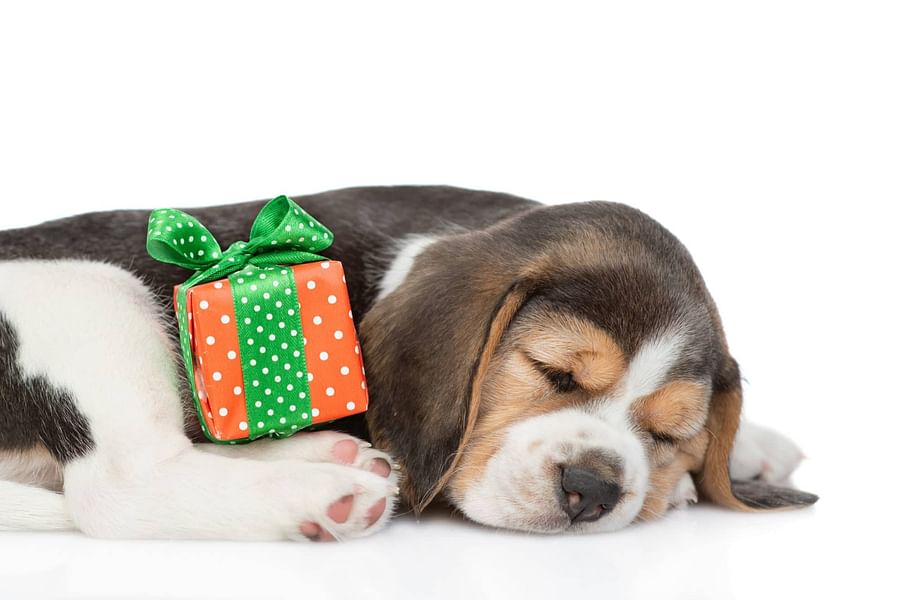 Beagle on scent trail