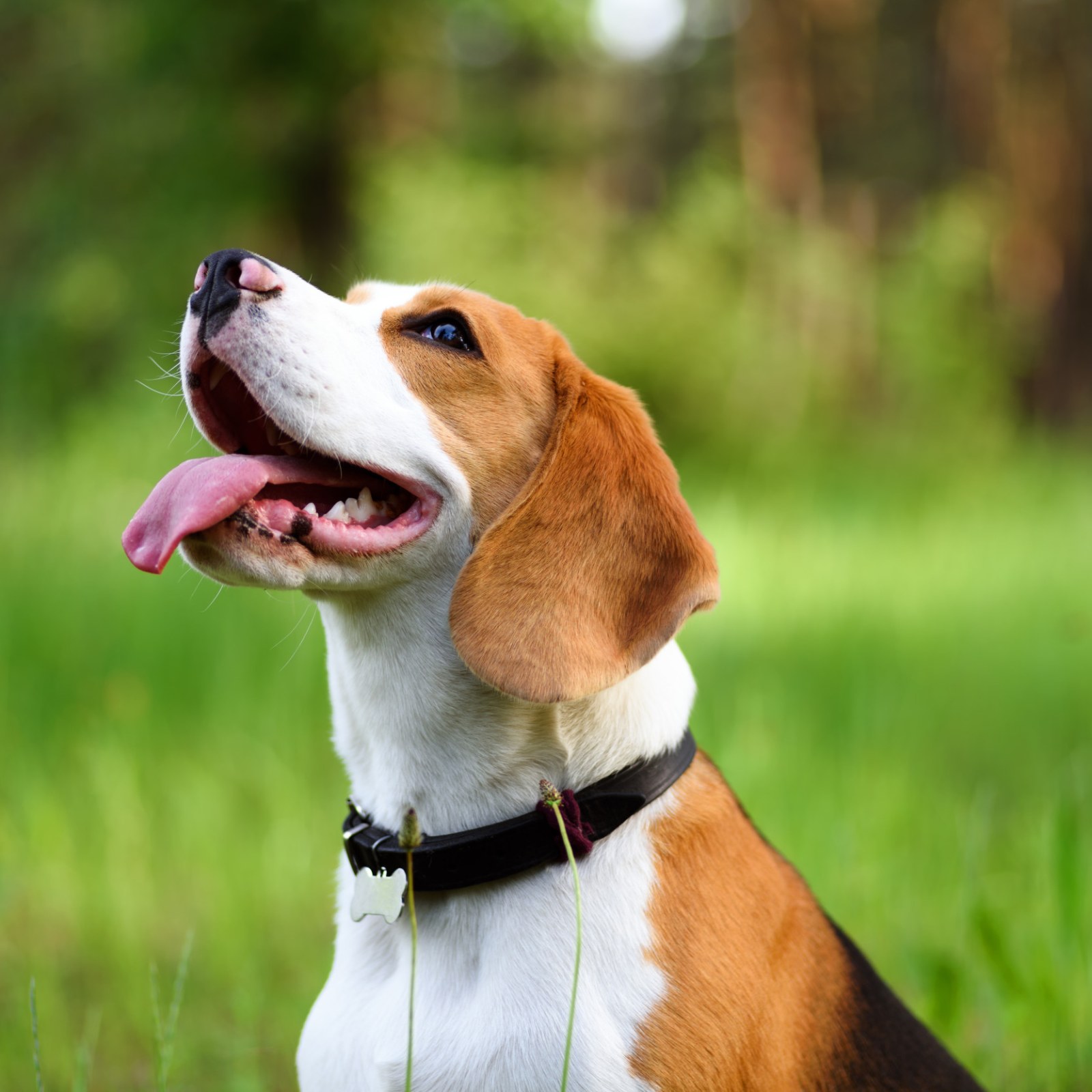 Beagle running in field
