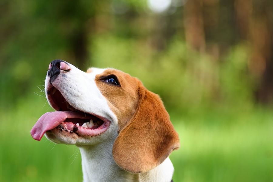 Beagle running in field