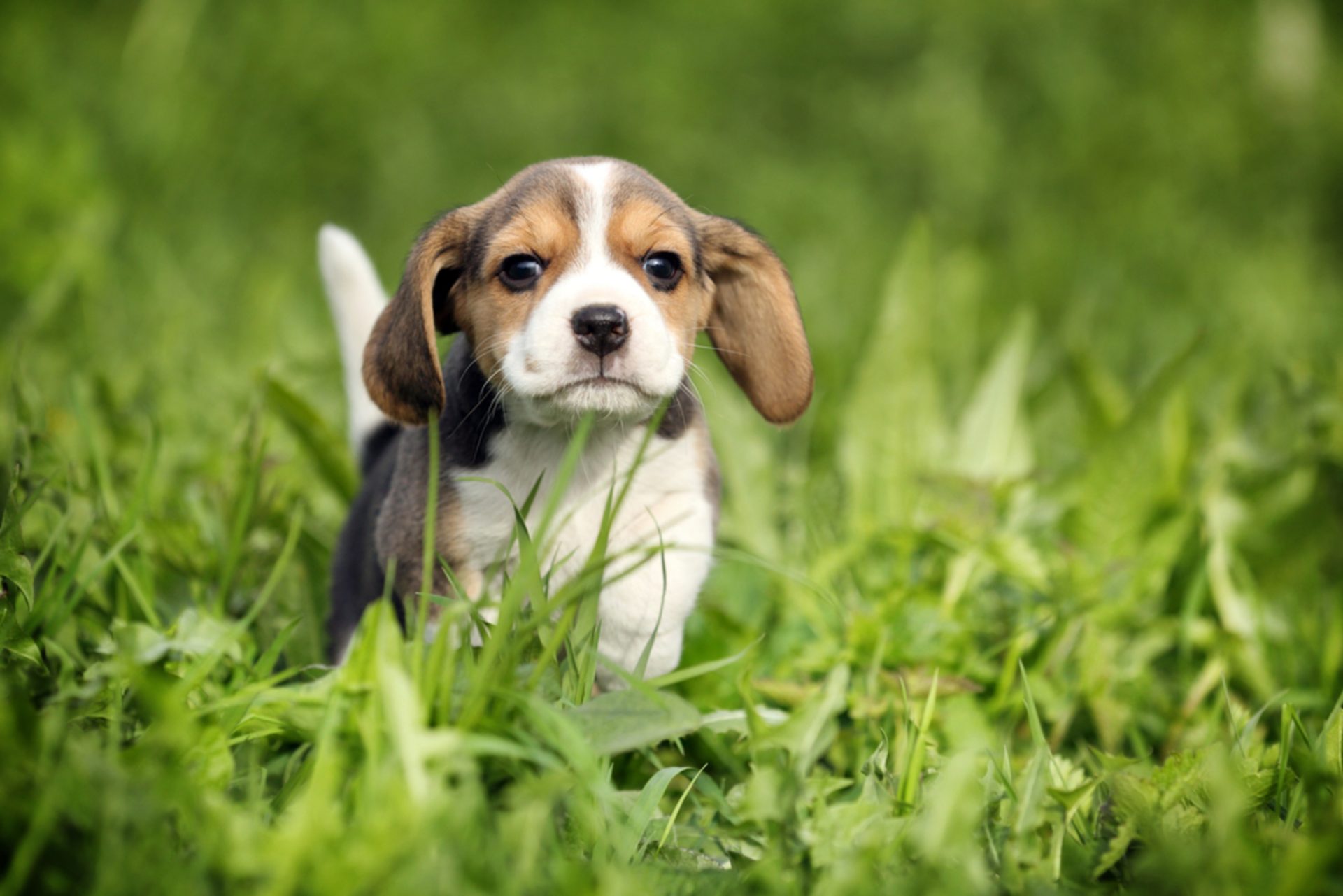 Beagle tracking scent
