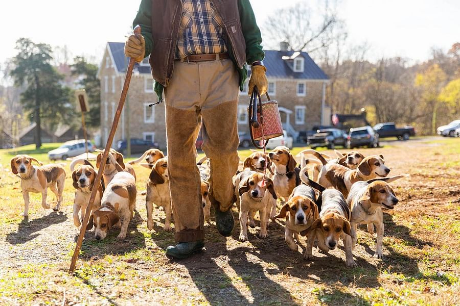 Pack of Beagles hunting