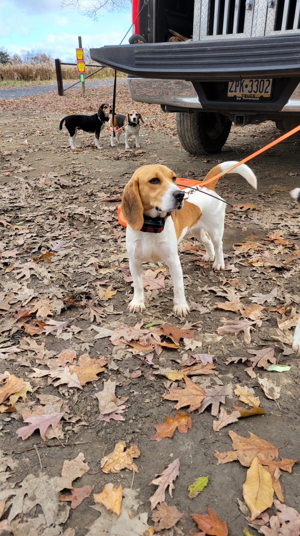 Training Beagle to hunt