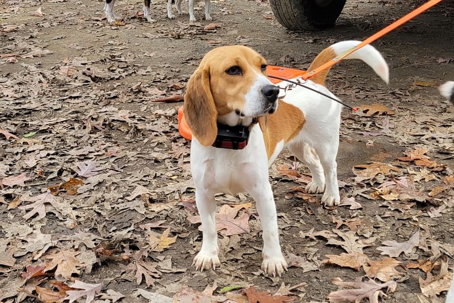 Training Beagle to hunt