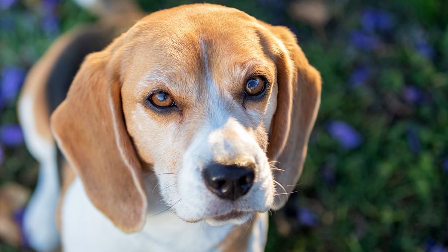 All About Beagle Shedding: Tips and Tricks to Manage Your Pet's Coat