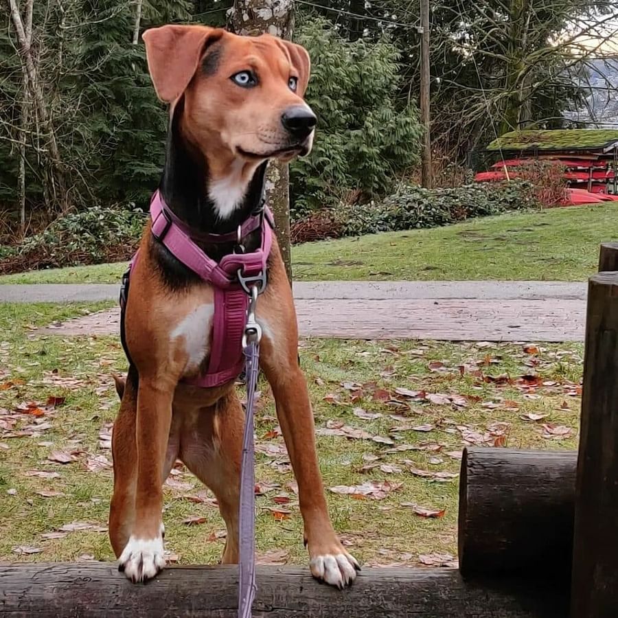 Beagle Husky mix dog joyfully fetching a ball