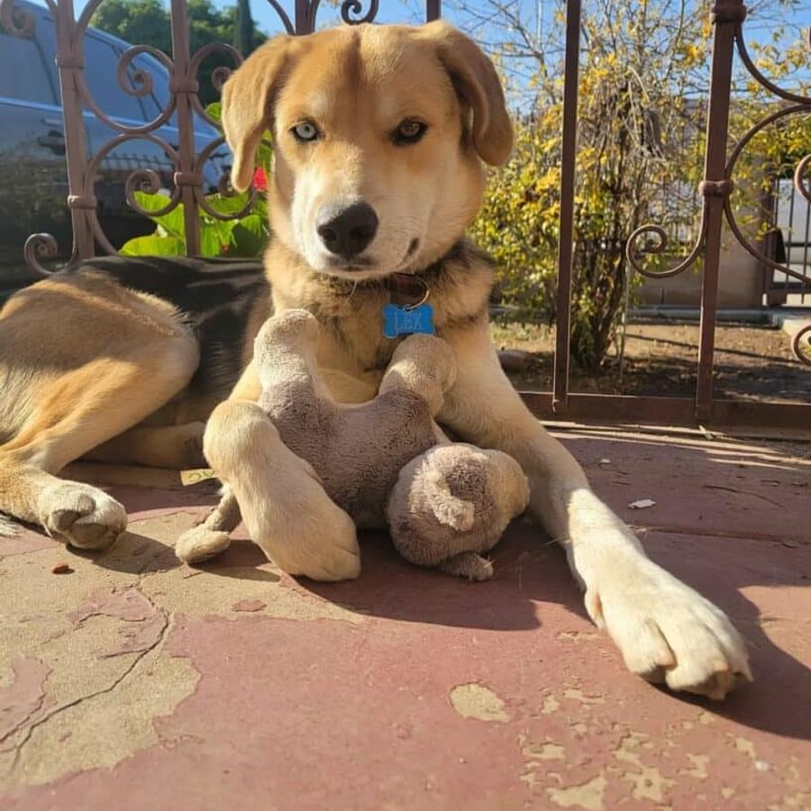 Close-up portrait of a Beagle Husky mix showing its distinct features