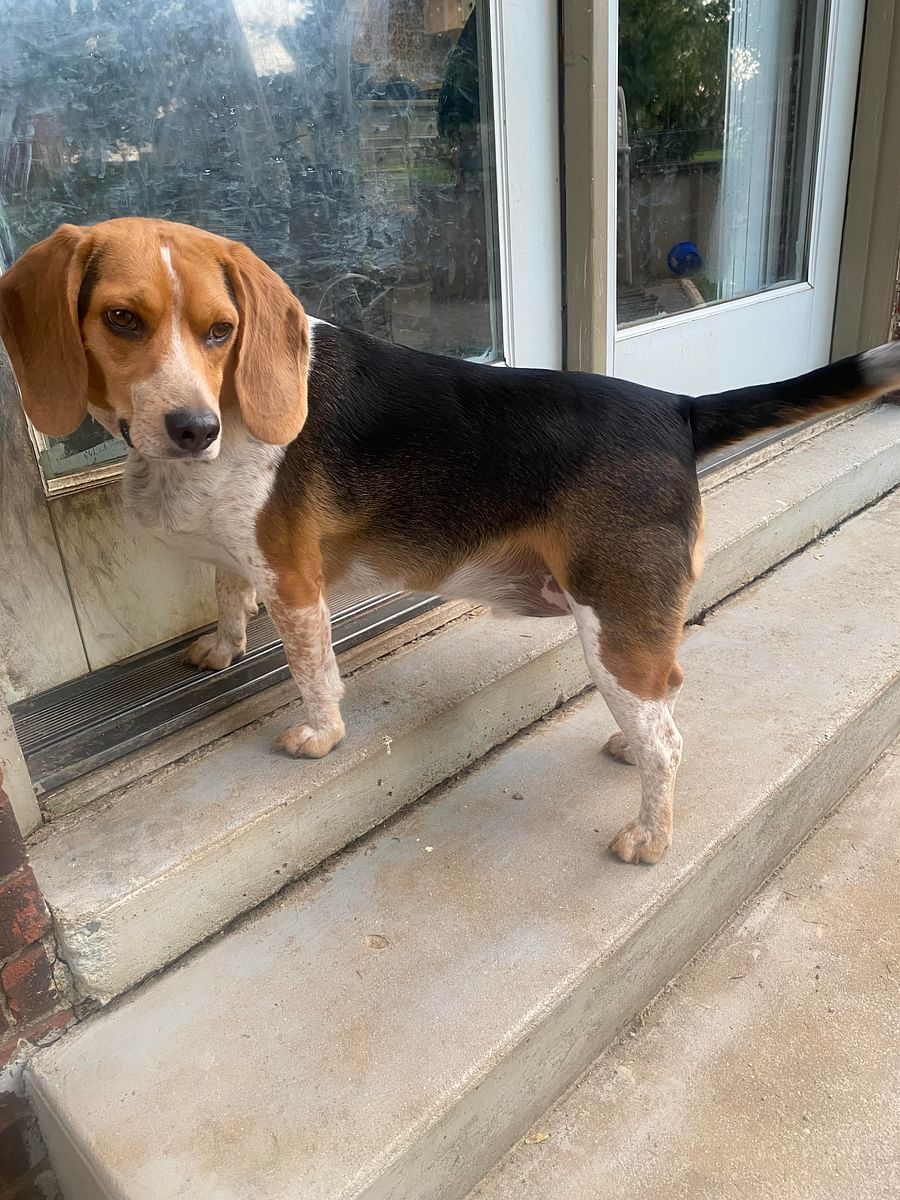 Average Beagle Weight: What to Know About Your Pet's Healthy Size