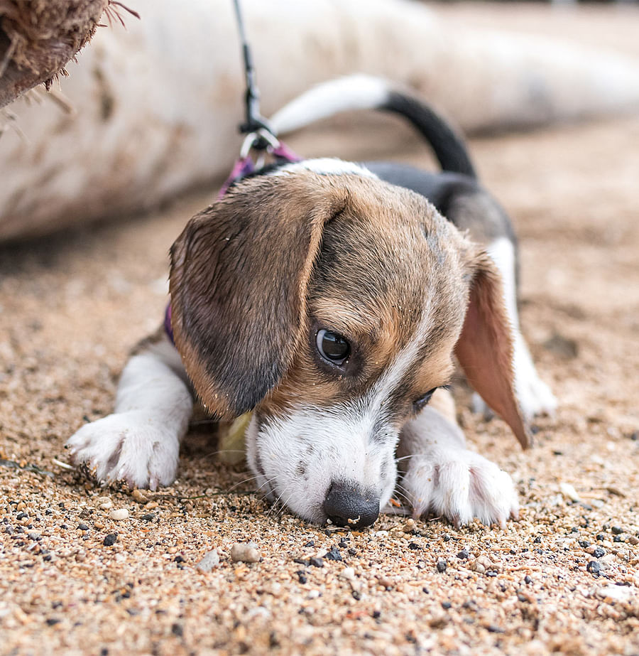 Close-up image of a Blue Tick Beagle showing its unique blue-ticked coat