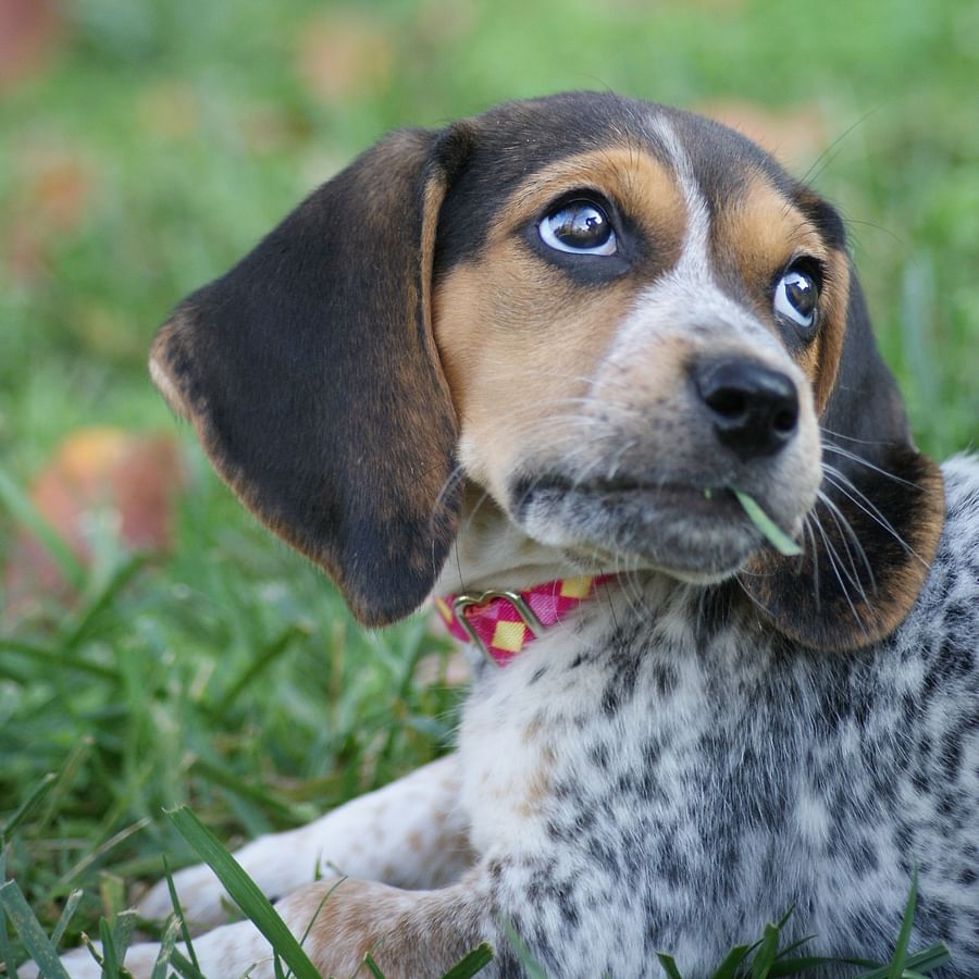 A Blue Tick Beagle showing its unique blue-ticked coat
