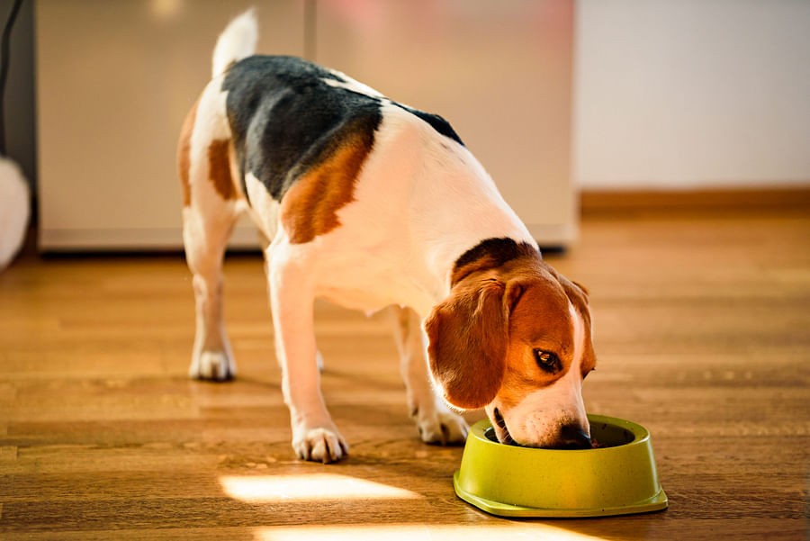 Healthy Beagle enjoying its meal