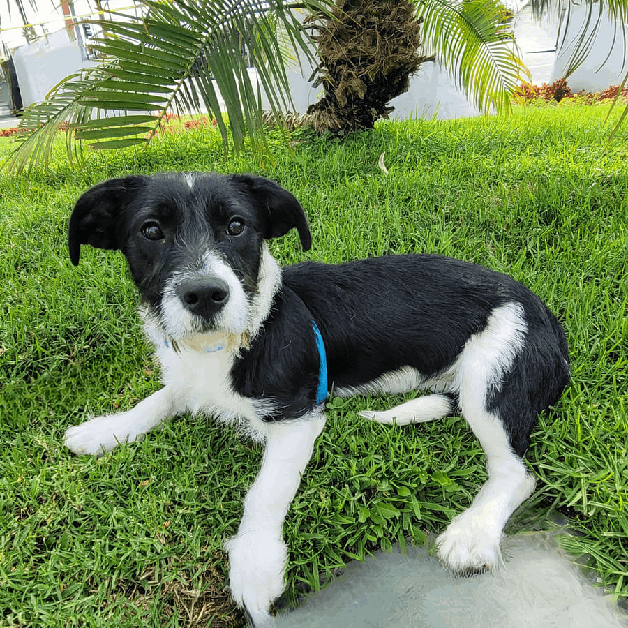 Playful Beagle Terrier Mix dog running in the park