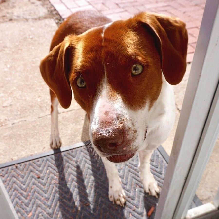 The Beagle Lab Mix A Deep Dive into the Beagador's Health and Lifespan