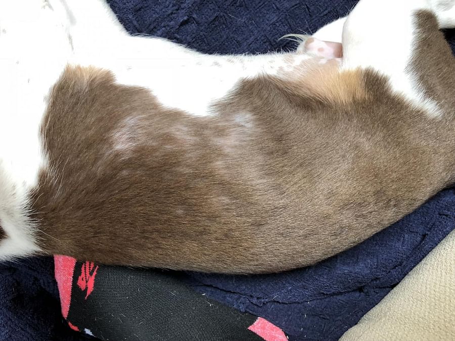 Beagle dog shedding fur