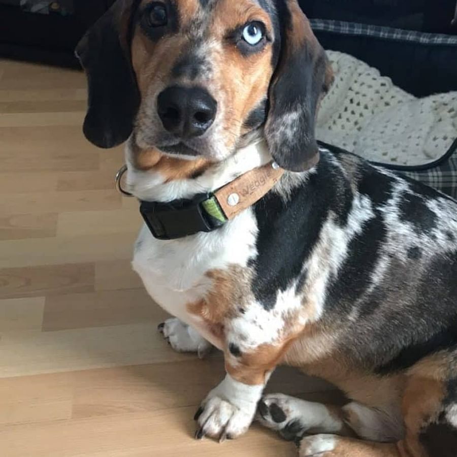 Beagle Dachshund mix dog happily posing with its owner