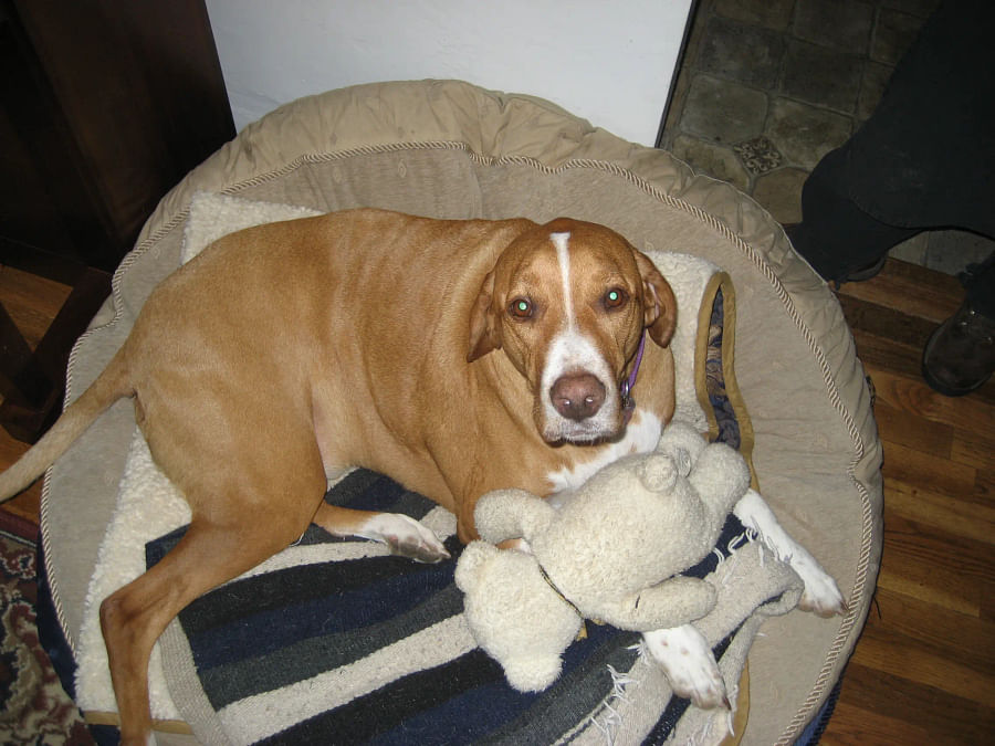 Beagle Boxer mix dog resting in the shade