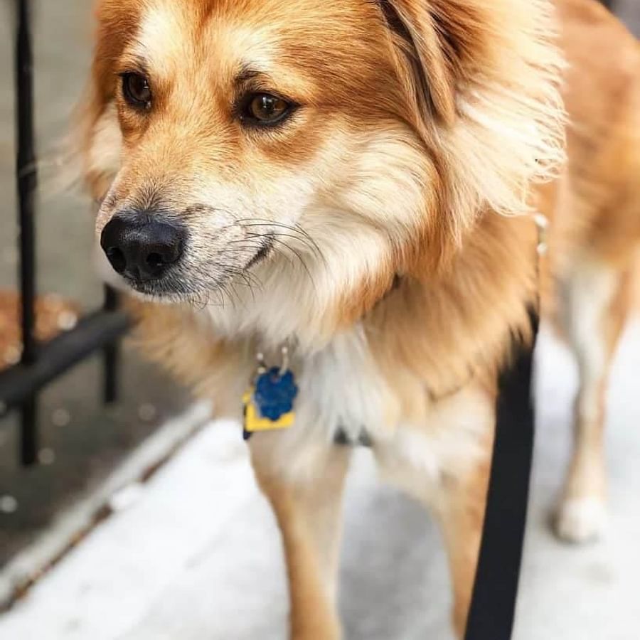Group of various Beagle crossbreeds