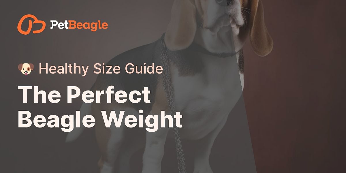 Average Beagle Weight: What to Know About Your Pet's Healthy Size
