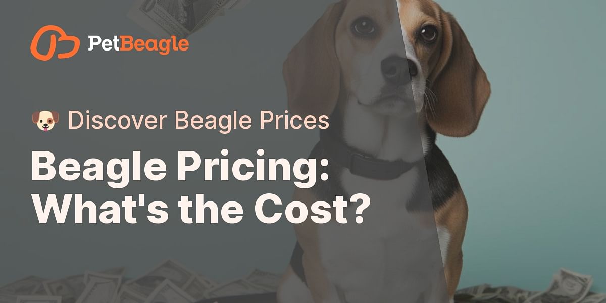 How Much Does a Beagle Cost? An Indepth Look at Beagle Pricing