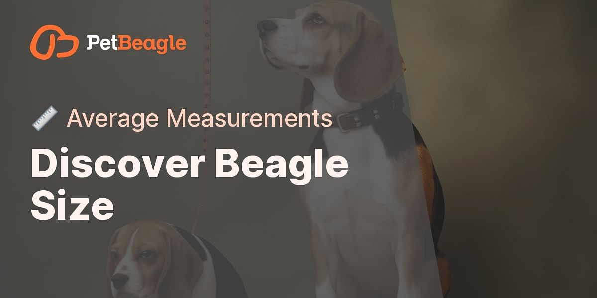What are the Average Weight, Height, and Length of a Beagle?